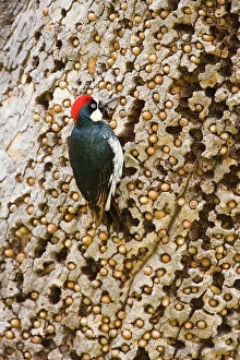 Birds Gallery: Acorn Woodpecker (Melanerpes formicivorus), male at granary tree showing many acorns