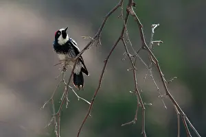 Mexico Prints: Acorn woodpecker (Melanerpes formicivorus) perched on branch