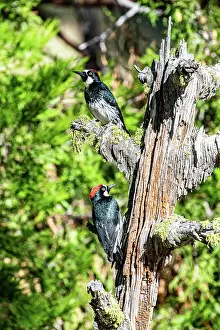 Iridescence Prints: Two Acorn woodpeckers (Melanerpes formicivorus) perched on dead tree trunk