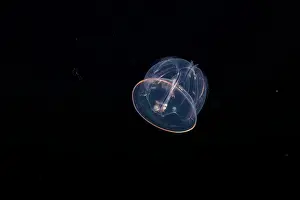 Acorn worm (Enteropneusta sp.) or Hemichordate worm (Hemichordata sp.) larvae swimming in open sea at night, Yap, Federated States of Micronesia, Pacific Ocean