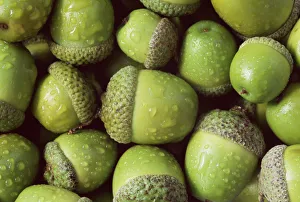 Acorns of English oak tree {Quercus robur} UK