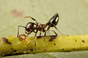 Acrobat ant (Crematogaster sp) tending aphids on white oak (Quercus sp) Washington State Park