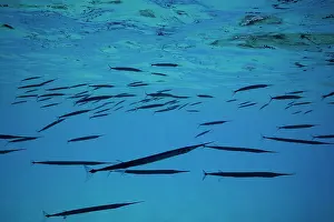 Surface Prints: Acute halfbeak (Hyporhamphus acutus) shoal swimming beneath ocean surface near coast
