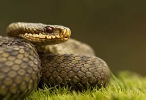 Images Dated 11th April 2010: Adder (Vipera berus) basking in the spring sunshine, Staffordshire, England, UK, April
