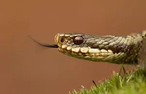 Adder (Vipera berus) basking in the spring sunshine flicking tongue, Staffordshire