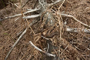 Adder (Vipera berus) camouflaged in dead ferns, Black Forest, Baden-Wurttemberg, Germany