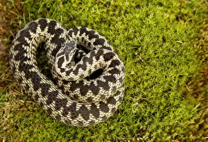 Adder (Vipera berus) coiled, basking on moss in the spring sunshine, Staffordshire