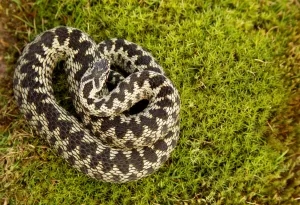 High Angle Shot Prints: Adder (Vipera berus) coiled, basking on moss in the spring sunshine, Staffordshire