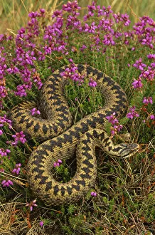 Images Dated 4th April 2007: Adder {Vipera berus} amongst Heather flowers, UK