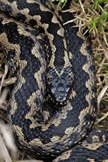 Animal Markings Prints: Adder (Vipera berus) male, coiled up basking, Minsmere, Suffolk, UK. March