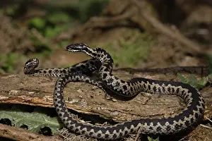 Squamata Prints: Two Adder (Vipera berus) males fighting, Suffolk, England, UK. April