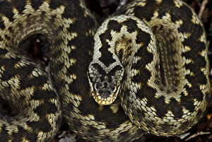 Images Dated 15th June 2008: Adder (Vipera berus) portrait coiled up, Powerstock Common nature reserve, Dorset