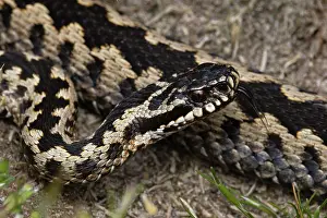 Squamata Prints: Adder (Vipera berus) portrait, Suffolk, England, UK. April