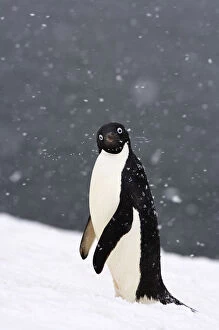 Antarctica Gallery: Adelie penguin (Pygoscelis Adeliae) in falling snow on the western Antarctic Peninsula