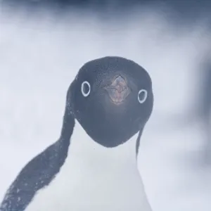 Images Dated 16th January 2007: Adelie Penguin (Pygoscelis adeliae), adult in snow storm. Paulet Island, Antarctica
