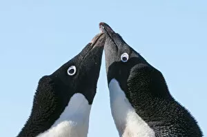 Images Dated 13th November 2011: Adelie penguin (Pygoscelis adeliae) courtship behaviour. Prydz Bay, near Davis Station