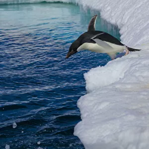 Blue Gallery: Adelie penguin (Pygoscelis adeliae) jumping from ice edge into the sea, Antarctica