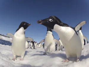 Animals In The Wild Gallery: Adelie penguin (Pygoscelis adeliae) close up portrait, Antarctica