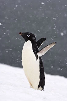 Wings Gallery: Adelie penguin (Pygoscelis Adeliae) in falling snow on the western Antarctic Peninsula