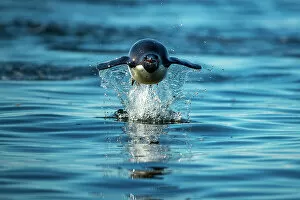 Moving Gallery: Adelie penguin (Pygoscelis adeliae) leaping out of ocean as it approaches land, Devil Island
