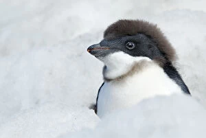 Penguins Collection: Adelie Penguin {Pygoscelis adeliae} chick beginning to moult, Antarctica