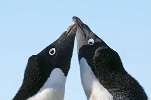 Adelie penguin (Pygoscelis adeliae) courtship behaviour. Prydz Bay, near Davis Station