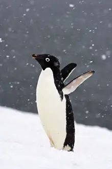 Wings Prints: Adelie penguin (Pygoscelis Adeliae) in falling snow on the western Antarctic Peninsula