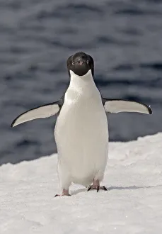 Adelie Penguin (Pygoscelis adeliae) flapping its flippers to cool down, Cuverville Island