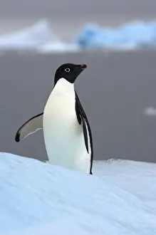 Adelie penguin (Pygoscelis Adeliae) on glacial ice along the western Antarctic Peninsula