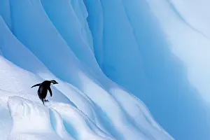 Sphenisciformes Prints: Adelie penguin (Pygoscelis adeliae) standing on a large iceberg, Antarctica