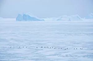 Migration Gallery: Adelie penguin (Pygoscelis adeliae) walking on ice, near Davis Station, Prydz Bay