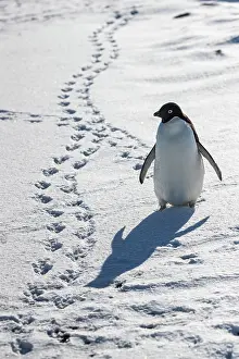 Sphenisciformes Prints: Adelie penguin (Pygoscelis adeliae) walking over snow leaving footprints