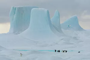 Iceberg Gallery: Adelie penguins (Pygoscelis adeliae) on large iceberg with towers and pinnacles in background