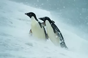 Images Dated 13th October 2022: Two Adelie penguins (Pygoscelis adeliae) helping each other walk uphill in a snowstorm