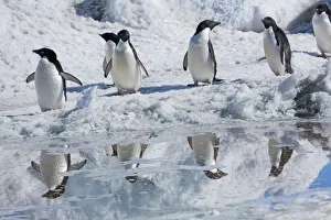 Adelie penguins (Pygoscelis adeliae) Cape Adare, Antarctica, December