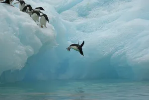 Groups Prints: Adelie penguins (Pygoscelis adeliae) diving off iceberg, Antarctica, January
