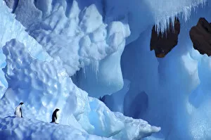 Images Dated 5th August 2008: Two Adelie Penguins {Pygoscelis adeliae} on iceberg, Antarctica
