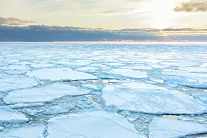 Sphenisciformes Prints: Three Adelie penguins (Pygoscelis adeliae) running across sea ice at sunrise