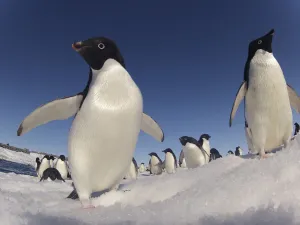 Adelie penguins (Pygoscelis adeliae) wide angle portrait of two with larger group in background