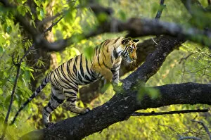 Adolescent male Bengal Tiger (Panthera tigris tigris) (around 15 months) climbing a tree