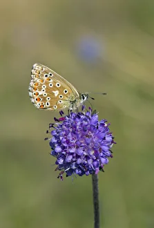 Butterflies Prints: Adonis Blue (Polyommatus bellargus) female butterfly feeding on flower