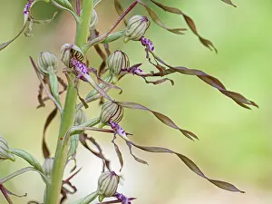 Orchids Prints: Adriatic lizard orchid (Himantoglossum adriaticum) in flower
