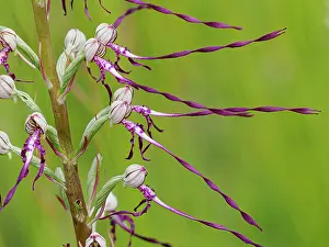 Orchids Prints: Adriatic lizard orchid (Himantoglossum adriaticum) in flower