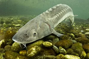 March 2021 Highlights Gallery: Adriatic sturgeon (Acipenser naccarii) Parco del Ticino, Biosphere Reserve, Lombardia