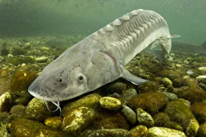 Adriatic sturgeon (Acipenser naccarii) Parco del Ticino, Biosphere Reserve, Lombardia