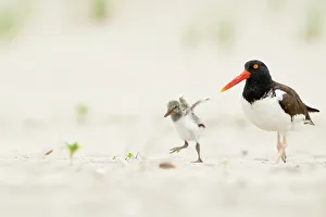 Sandy Beaches Prints: Adult American oystercatcher (Haematopus palliatus) walking along beach