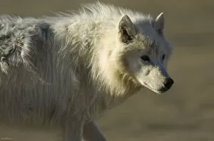 Images Dated 30th June 2008: Adult Arctic wolf (Canis lupus) Ellesmere Island, Nunavut, Canada, June 2008