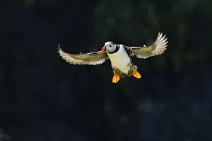 Wings Gallery: Adult Atlantic puffin (Fratercula arctica) in flight in summer, backlit, Isle of Lunga
