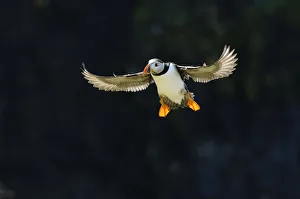 Feet Prints: Adult Atlantic puffin (Fratercula arctica) in flight in summer, backlit, Isle of Lunga