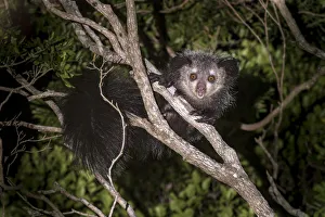 Adult Aye-aye (Daubentonia madagascariensis) active in forest canopy at night. Dry